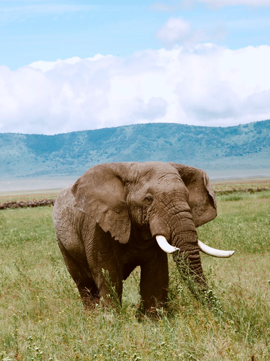 Imagen de un elefante de áfrica