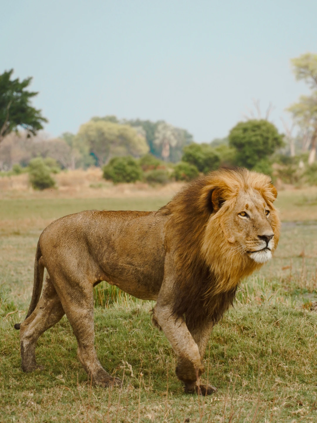Imagen de un león en la sabana en áfrica